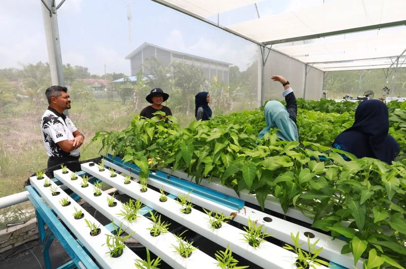 LAWATAN PENGARAH PERTANIAN NEGERI PAHANG KE PROJEK SEJATI MADANI TAMAN SERI MAHKOTA AMAN, KUANTAN